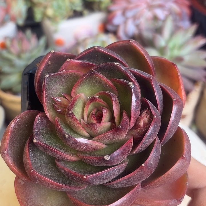 红灯多肉植物盆栽