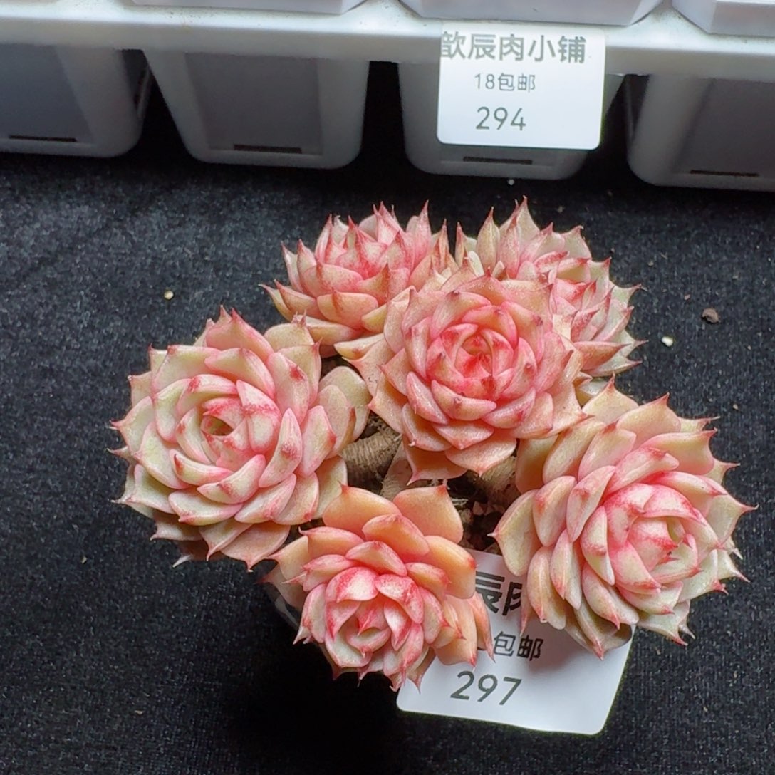 多肉植物  297  笨吧蒂斯