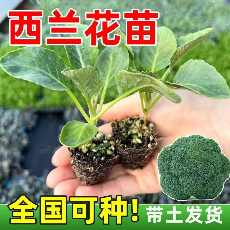 新鲜西兰花绿色耐热抗寒适合春夏秋种植的农家蔬菜苗