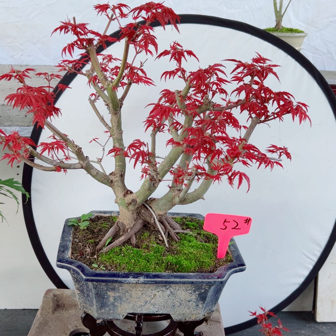 十***获无花朵枫树……枫树
