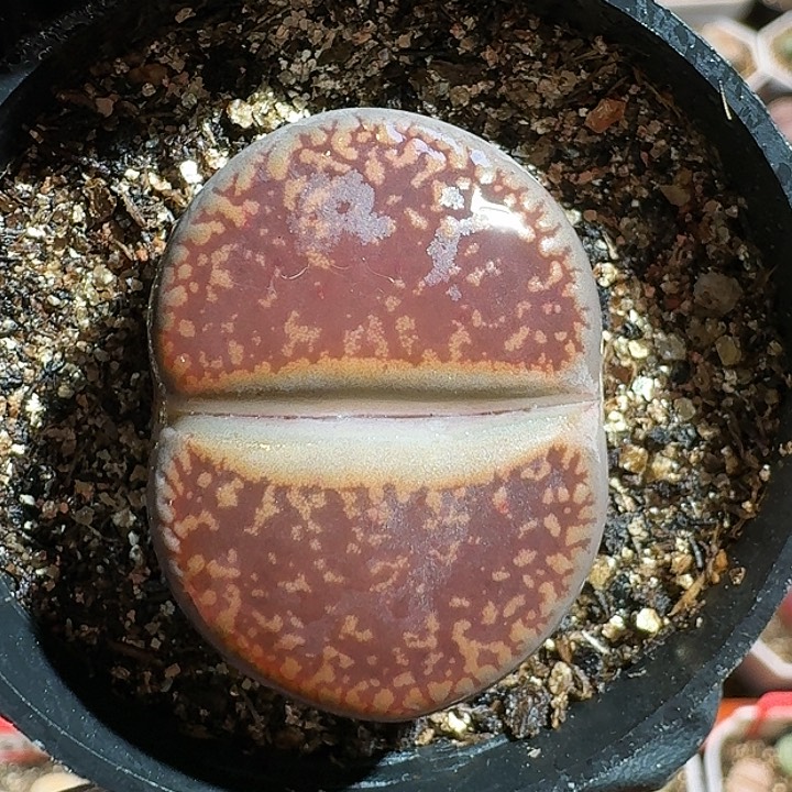 生石花11111111。   209