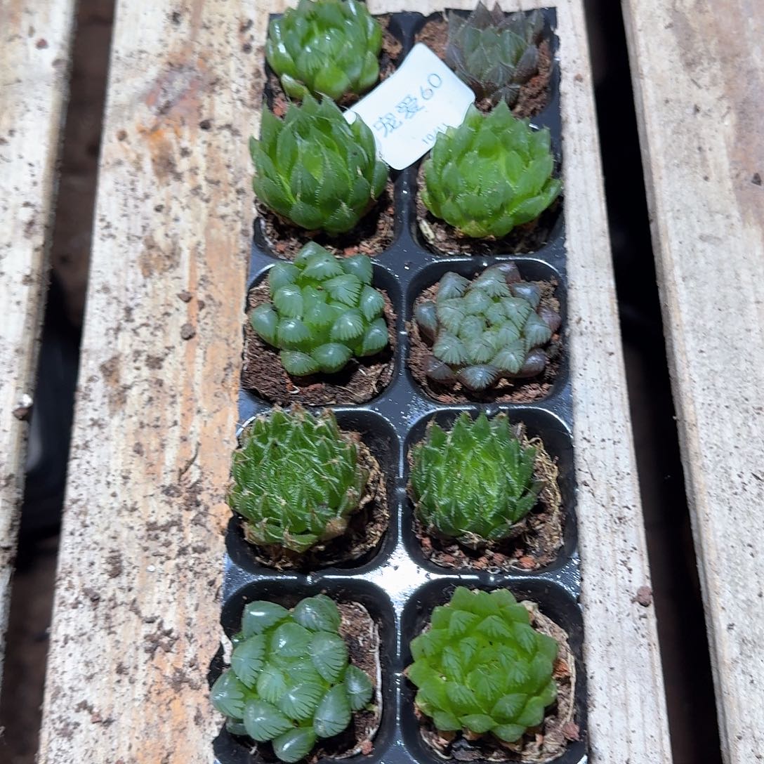 直播福利一物一拍60