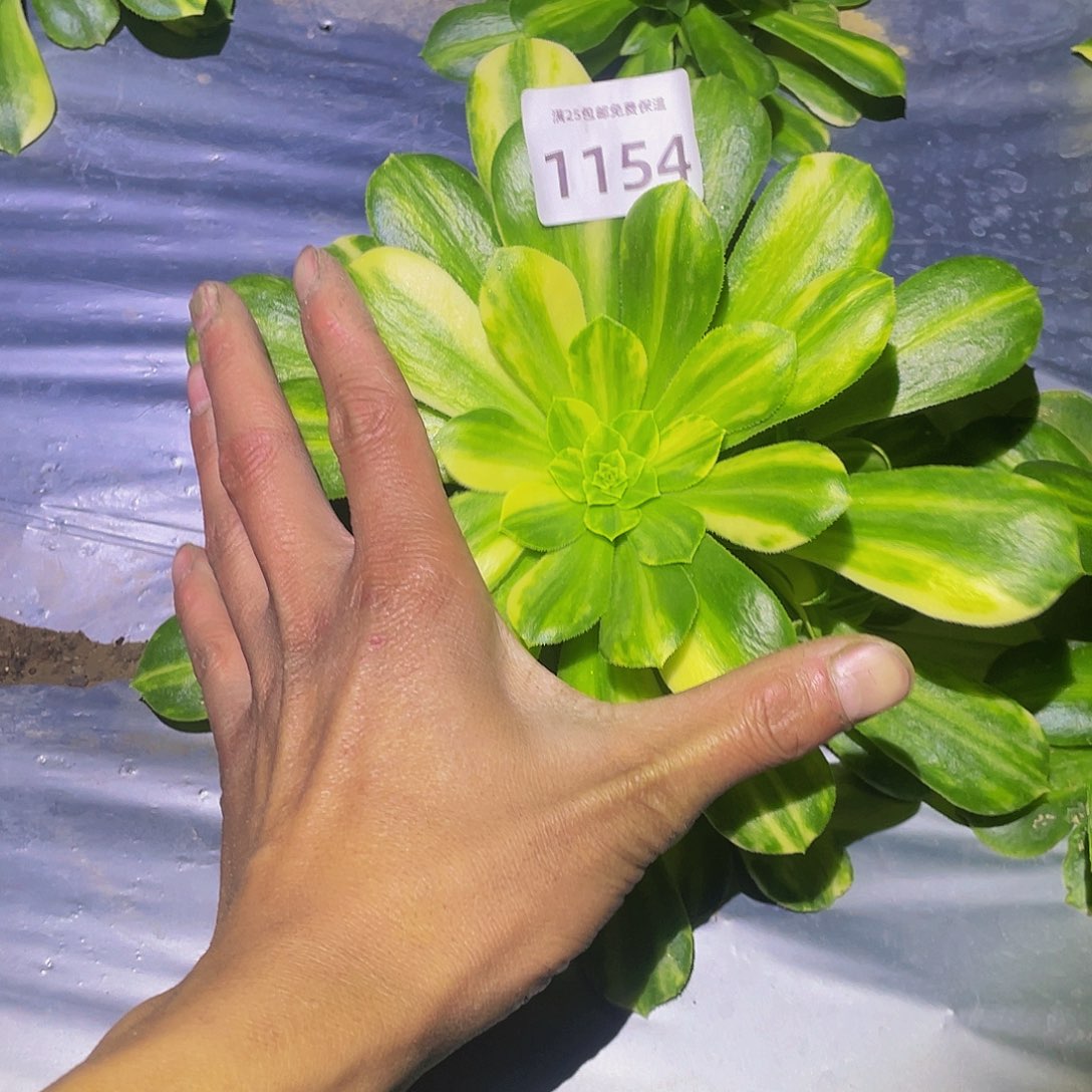 1154五彩琉璃多肉植物