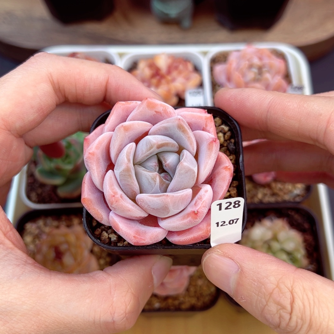 好好看128、哈哈哈哈哈