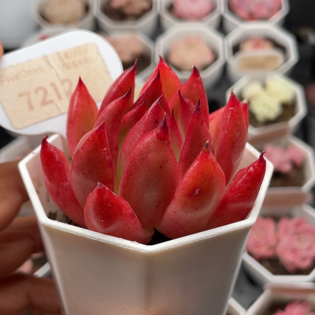 弗兰克7212-6.0厘米