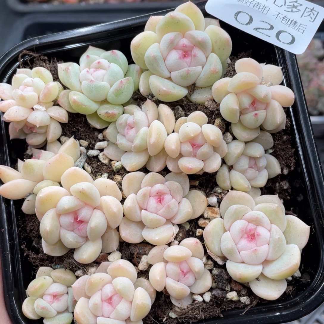 云糖心多肉植物20