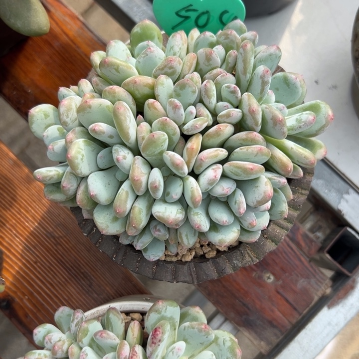 9***4多肉植物一物一拍