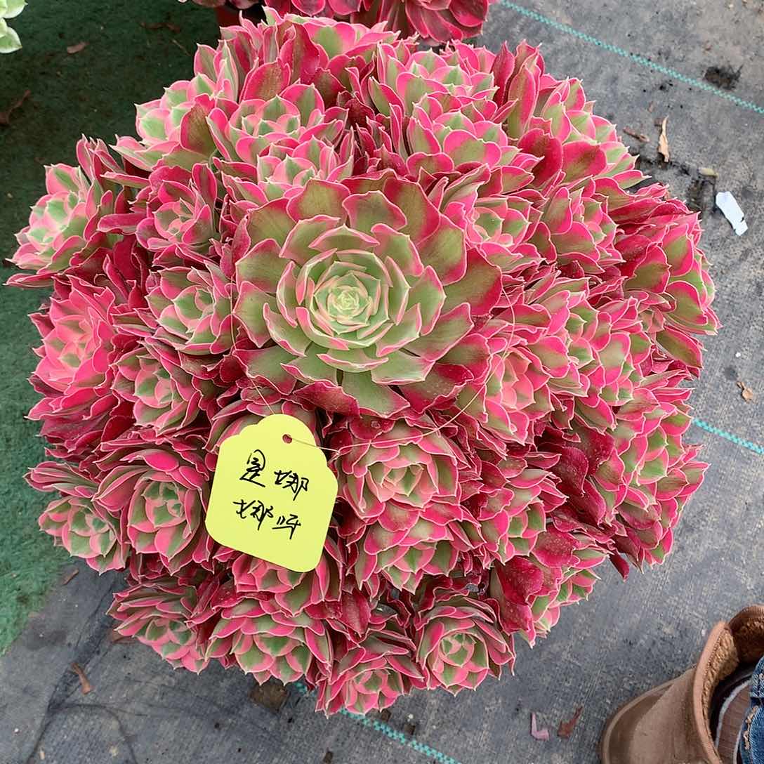 @****呀叶罗刹多肉植物