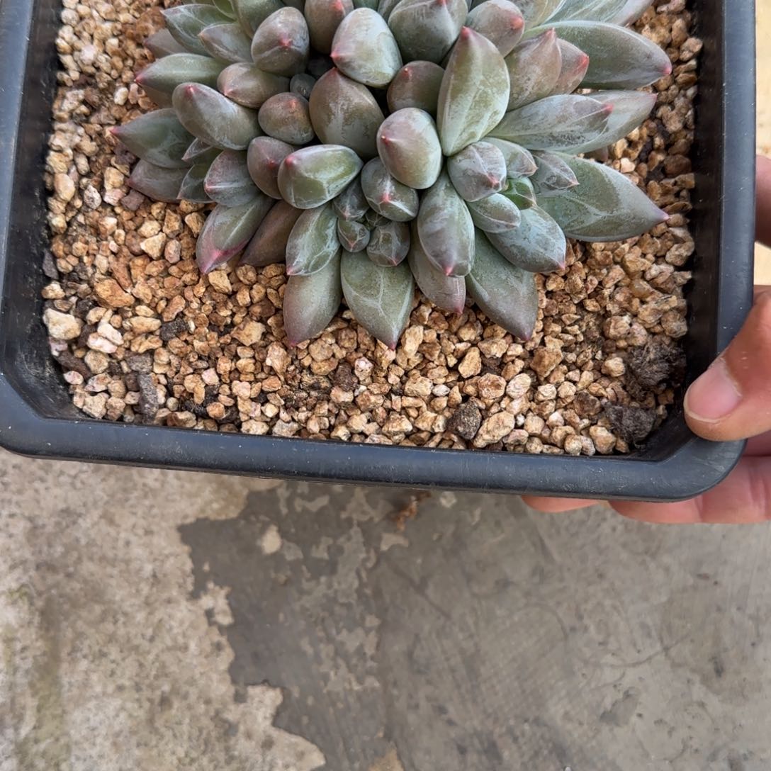 轻***梦多肉植物重来美人