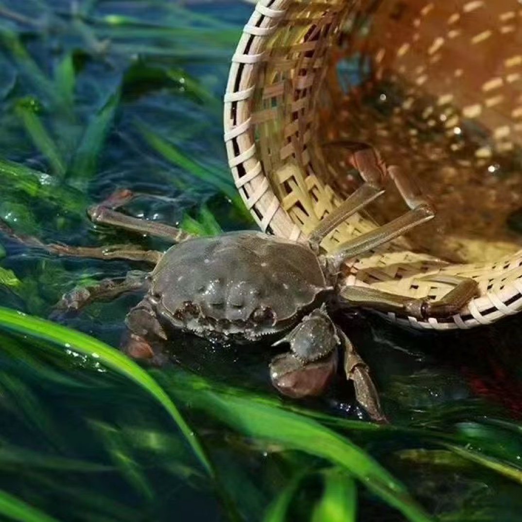 【活蟹现发】江苏河蟹1两母20只（0.9-1.2两）