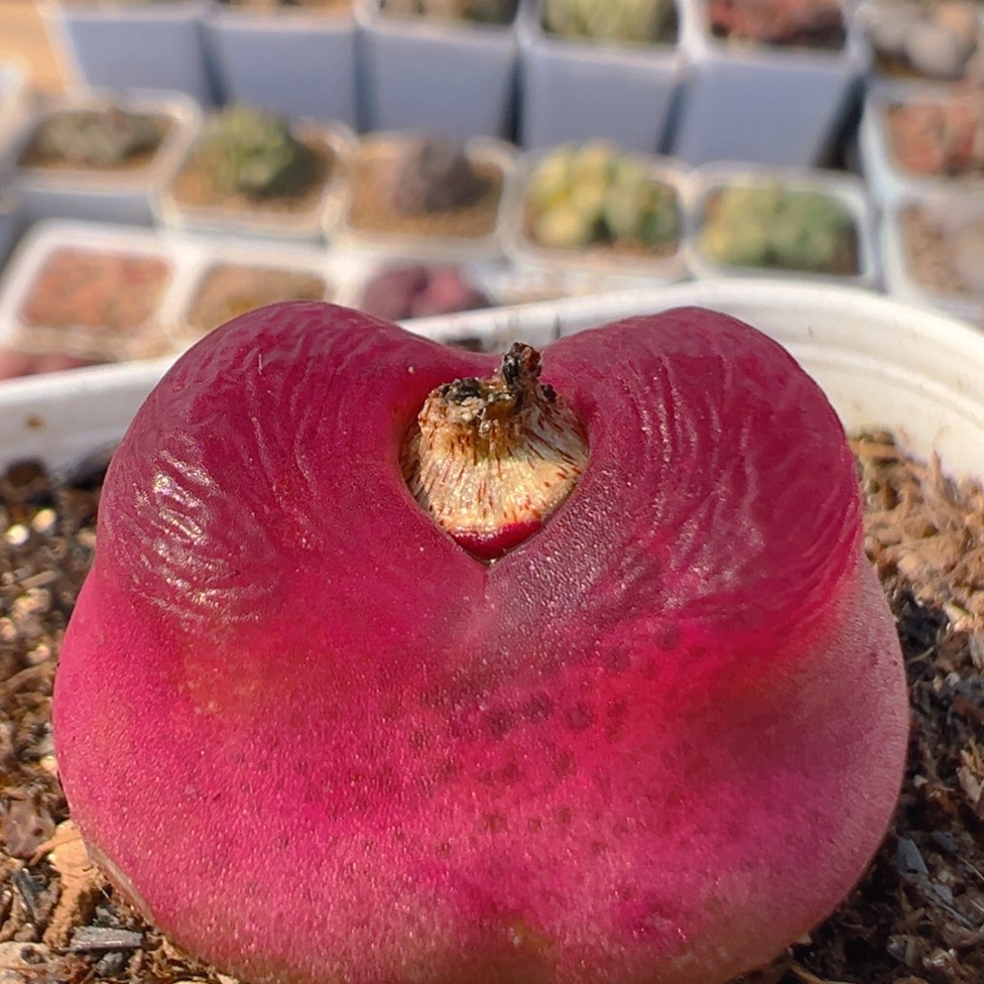 66多肉植物百科知识