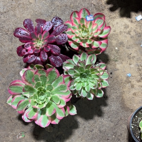 130多肉植物组合