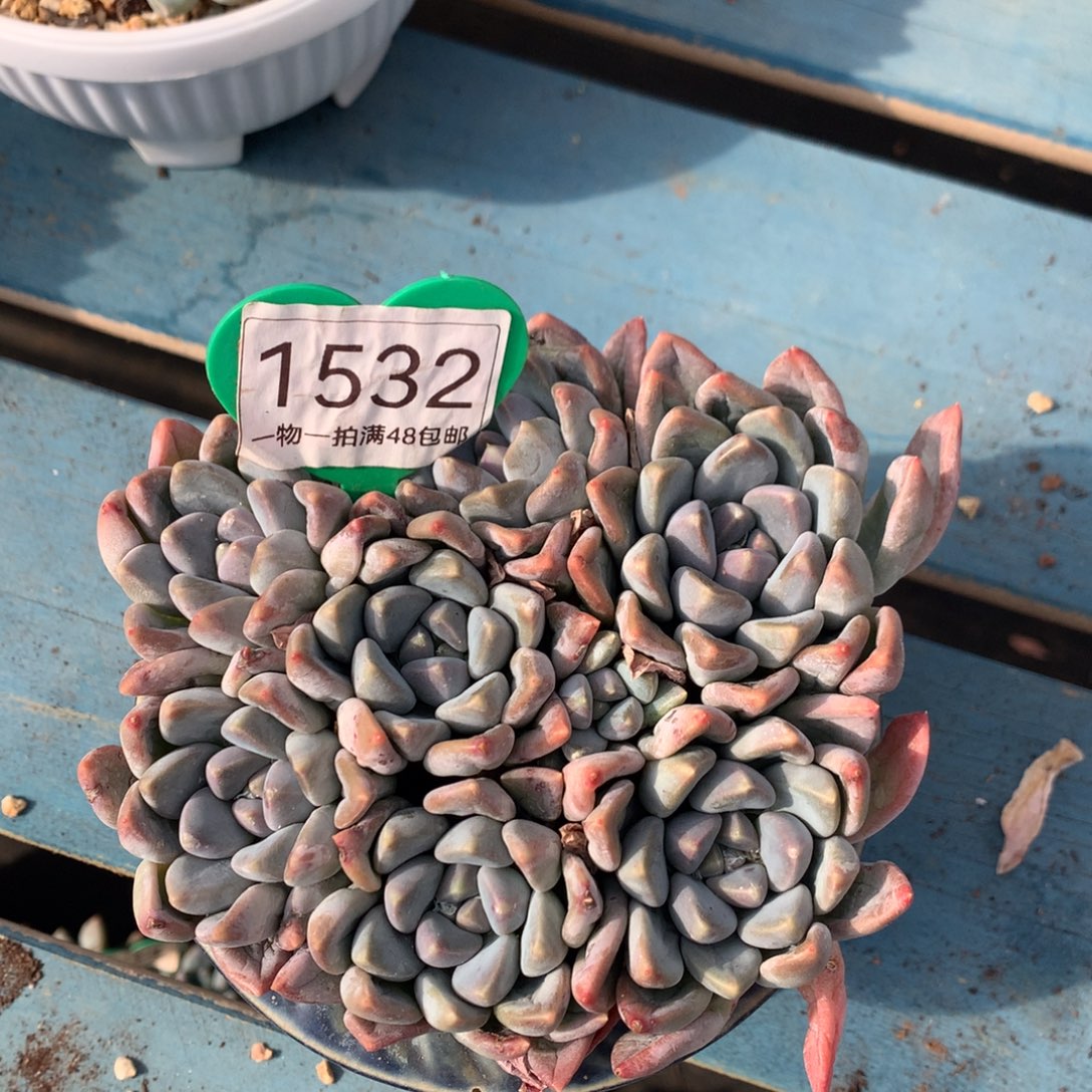 ****1宽叶奶糖无砍平头1532