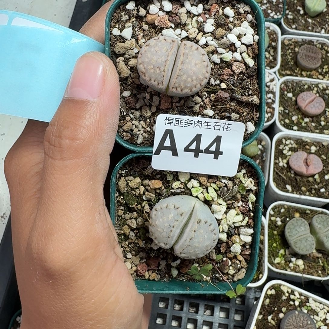 44多肉植物多肉植物