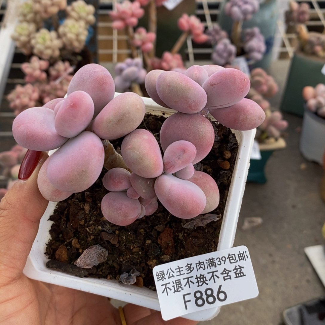 腰子桃蛋886/8c m