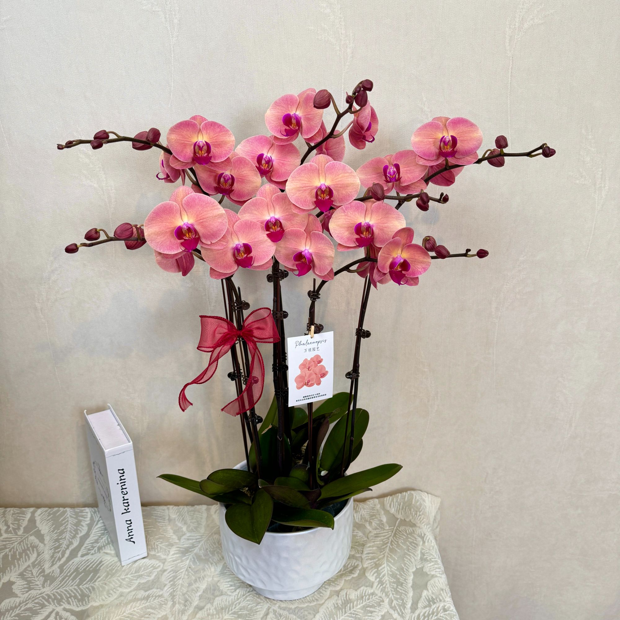 [欣欣向荣]精选蝴蝶兰 高端复古橙红色系 室内鲜花绿植  基地直发