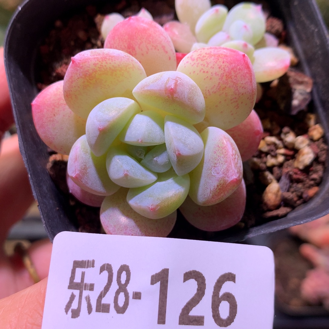 乐然28-126 冰玉 不包整