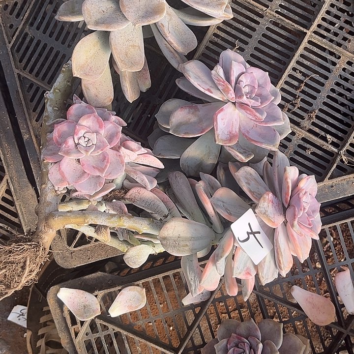 如***诺紫乐景5号多肉植物精品