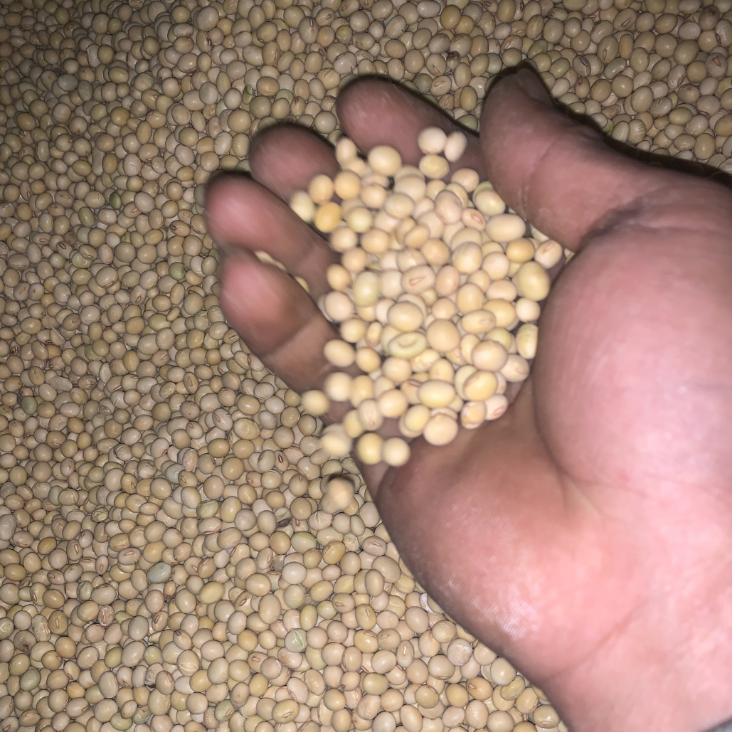 纯天然晾晒黄豆农村黄豆