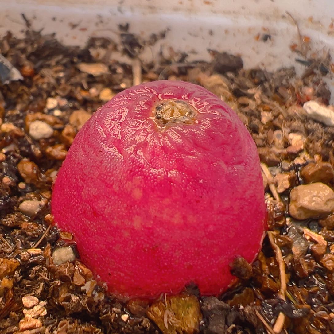 52多肉植物百科知识