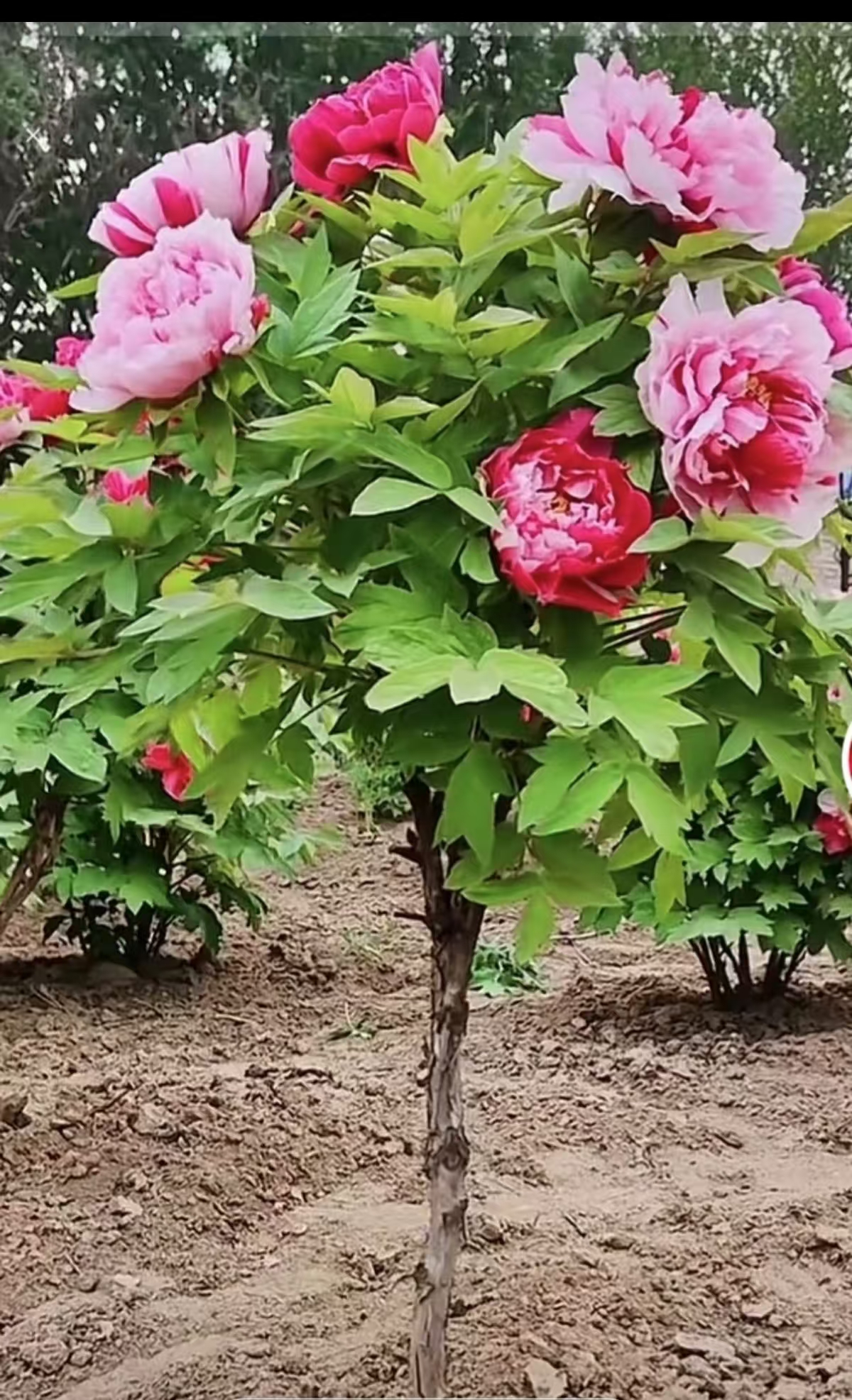 花王独杆牡丹岛锦，预售先发肥料秋季发苗牡丹花