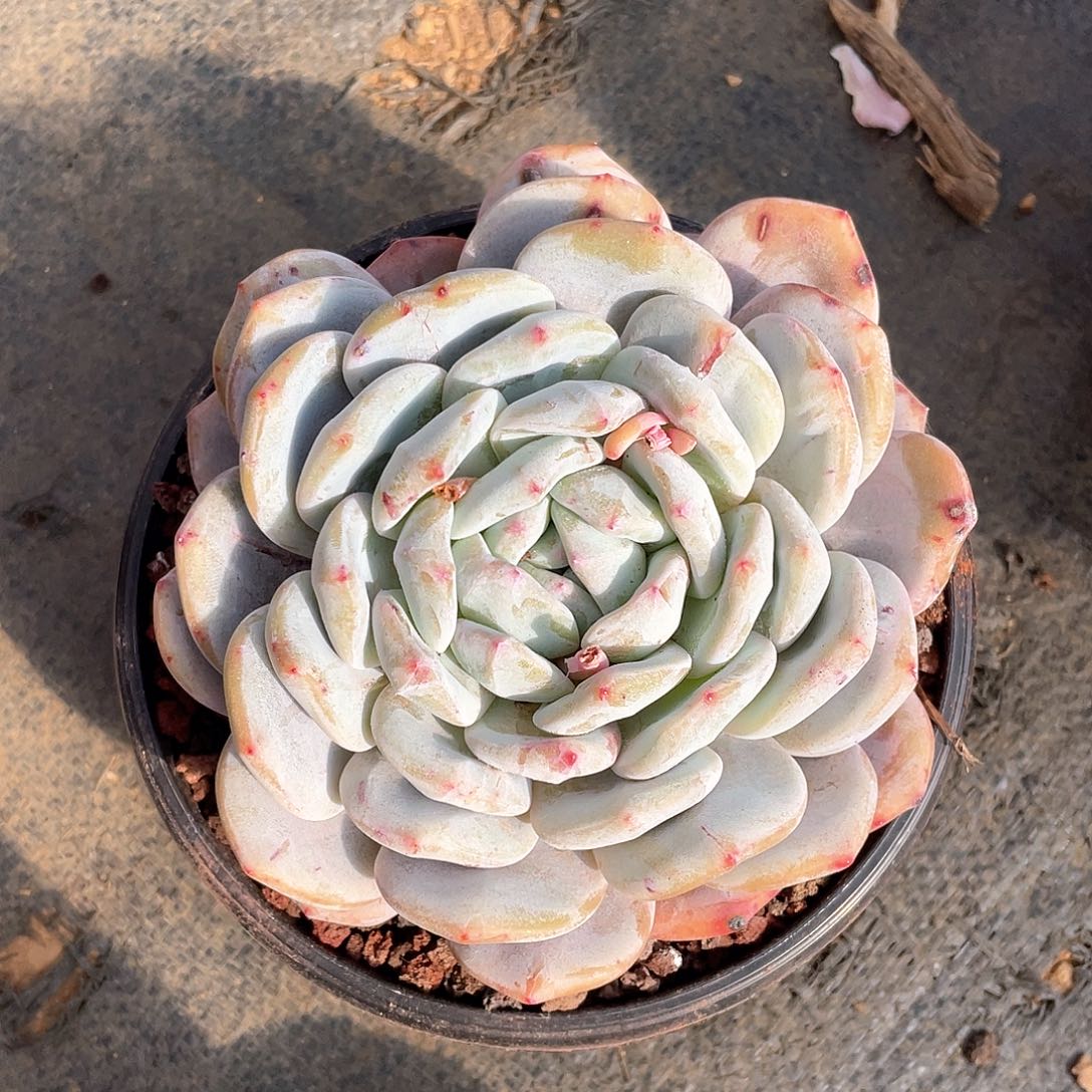 14公分石化多肉植物多肉植物