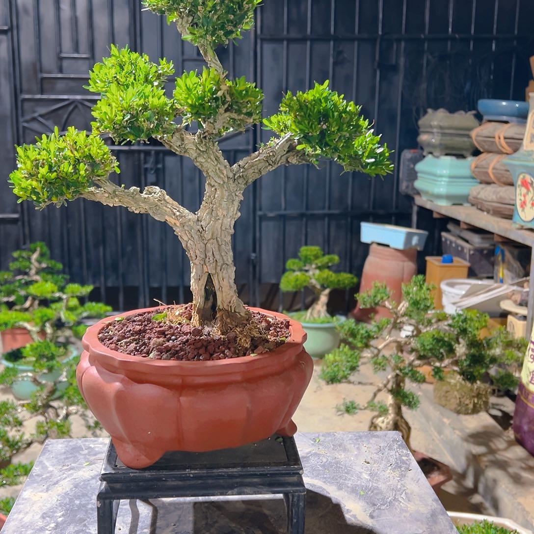 无花朵广东雀舌皱皮黄杨盆景