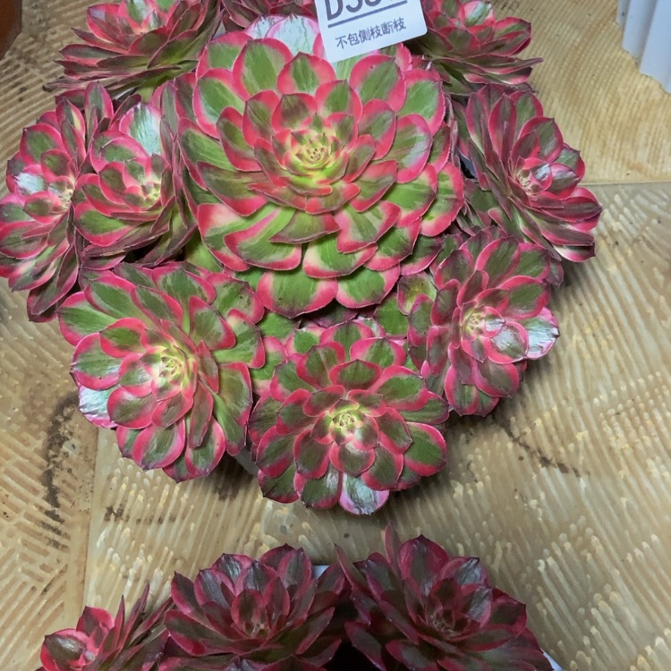 【闪购商品】平***》357云荷多肉