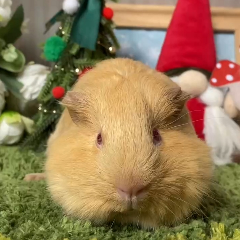 25554荷兰猪豚鼠活体宠物天竺鼠直播挑选英短妹妹生日：10-16（C29）