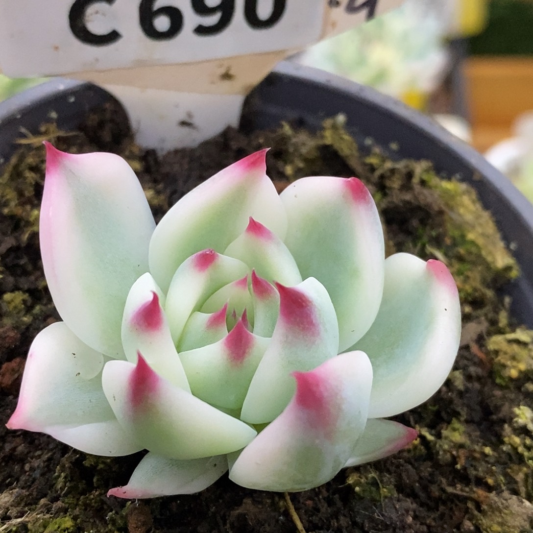 690娃娃哈哈哈哈哈