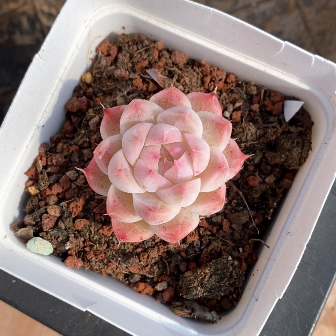 精品多肉一物一板不包整334