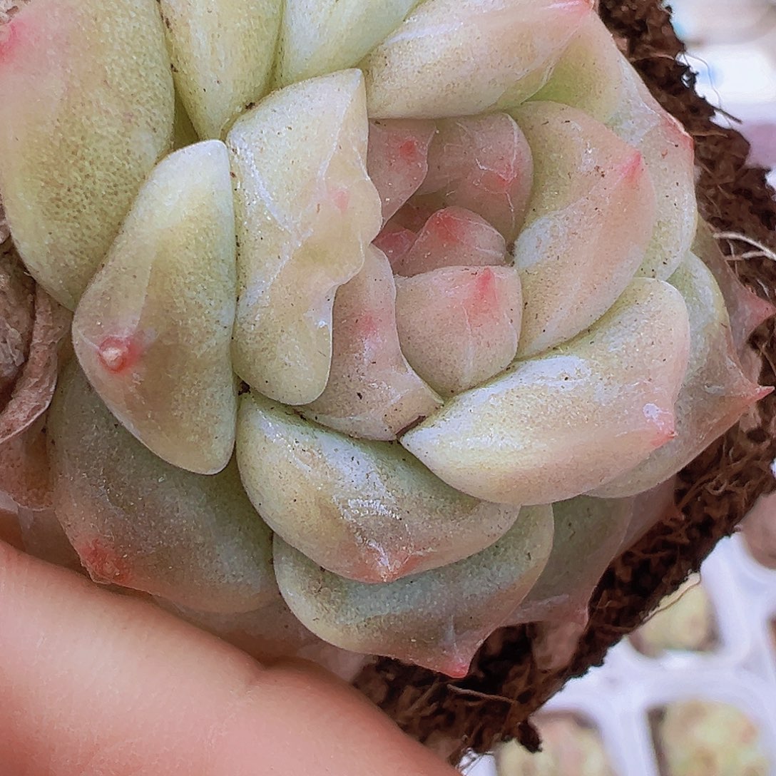 双头冰雪珍妮19包邮多肉