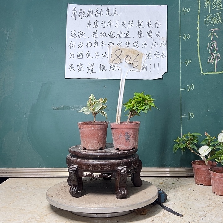 萝***高完全开放射线鱼掌中宝 塔黄掌中宝 806