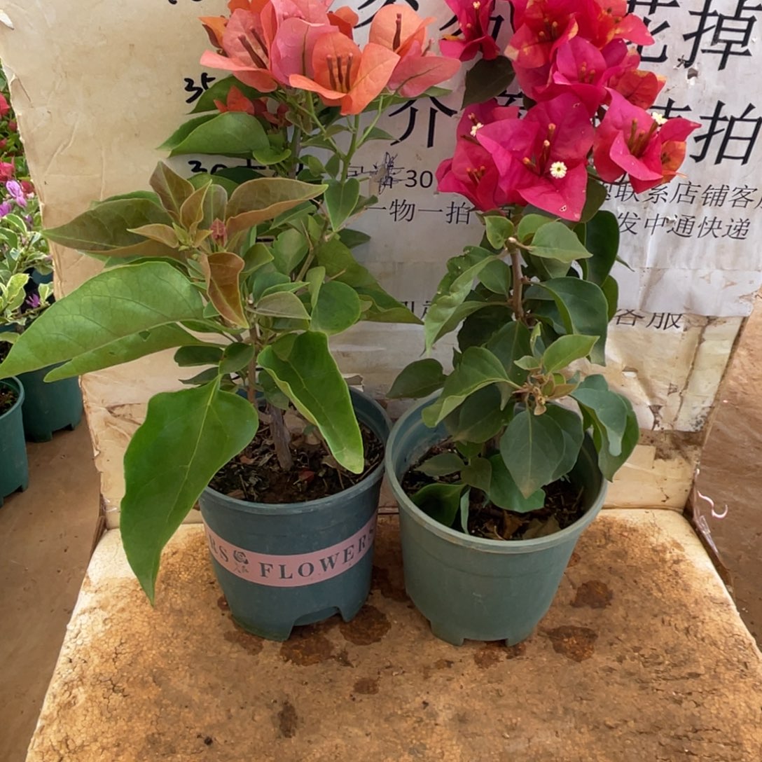 当前无花朵，栽培后可花朵2h2