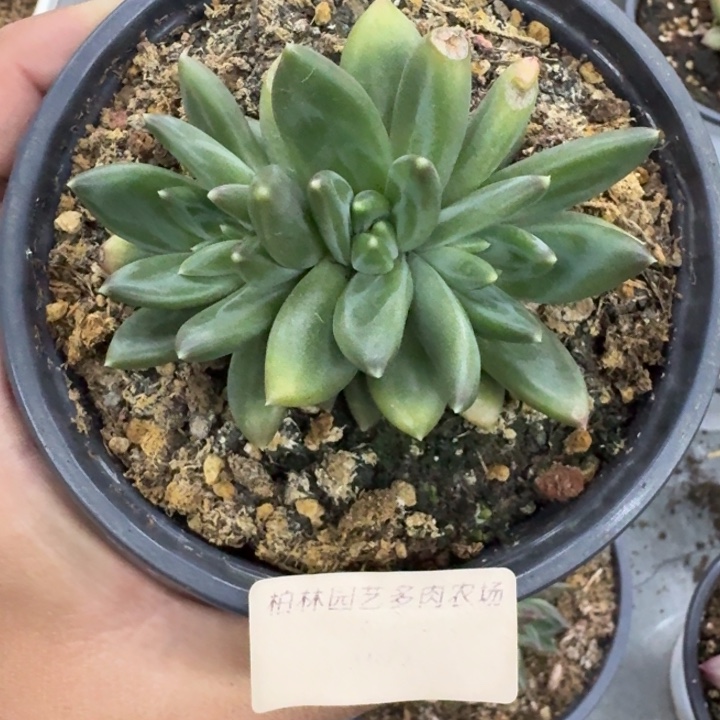 美人杂交 一物一拍