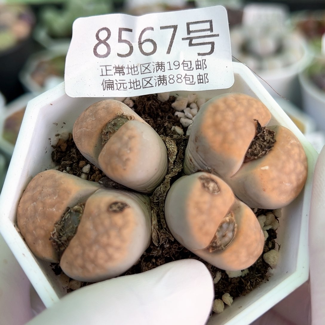 好养易活生石花大母本8567