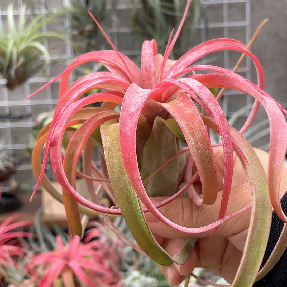 叮***猫艾瑞克46号空气凤梨