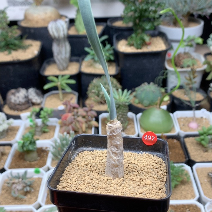 产地巨凤之卵带盆1cm