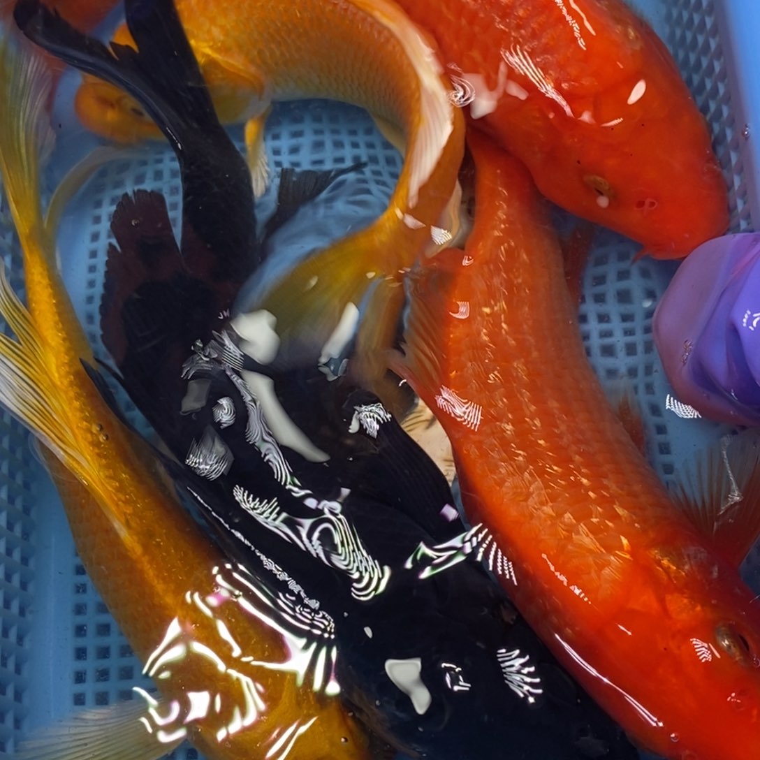 锦鲤冷水锦鲤包邮