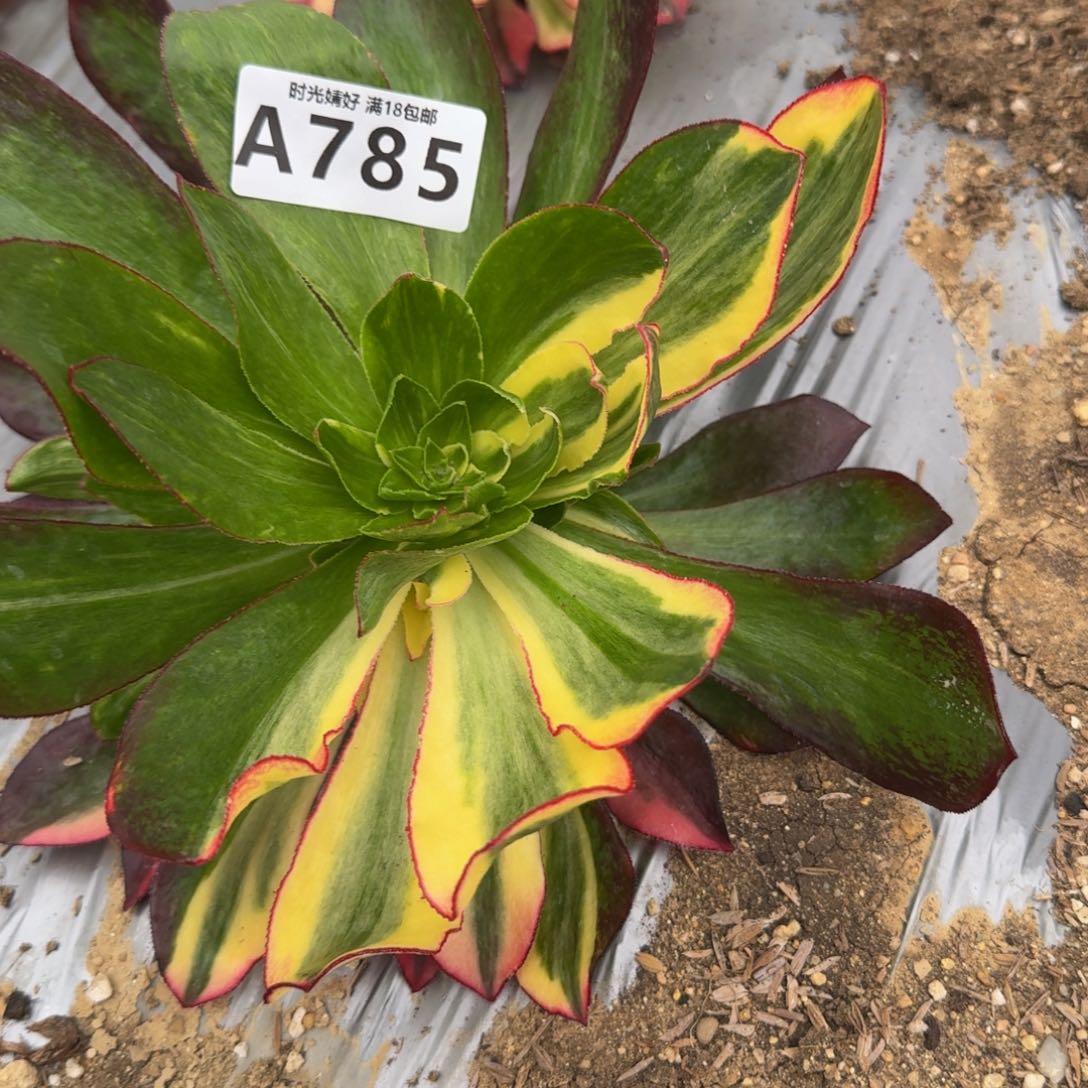 785魅影七彩。多肉植物