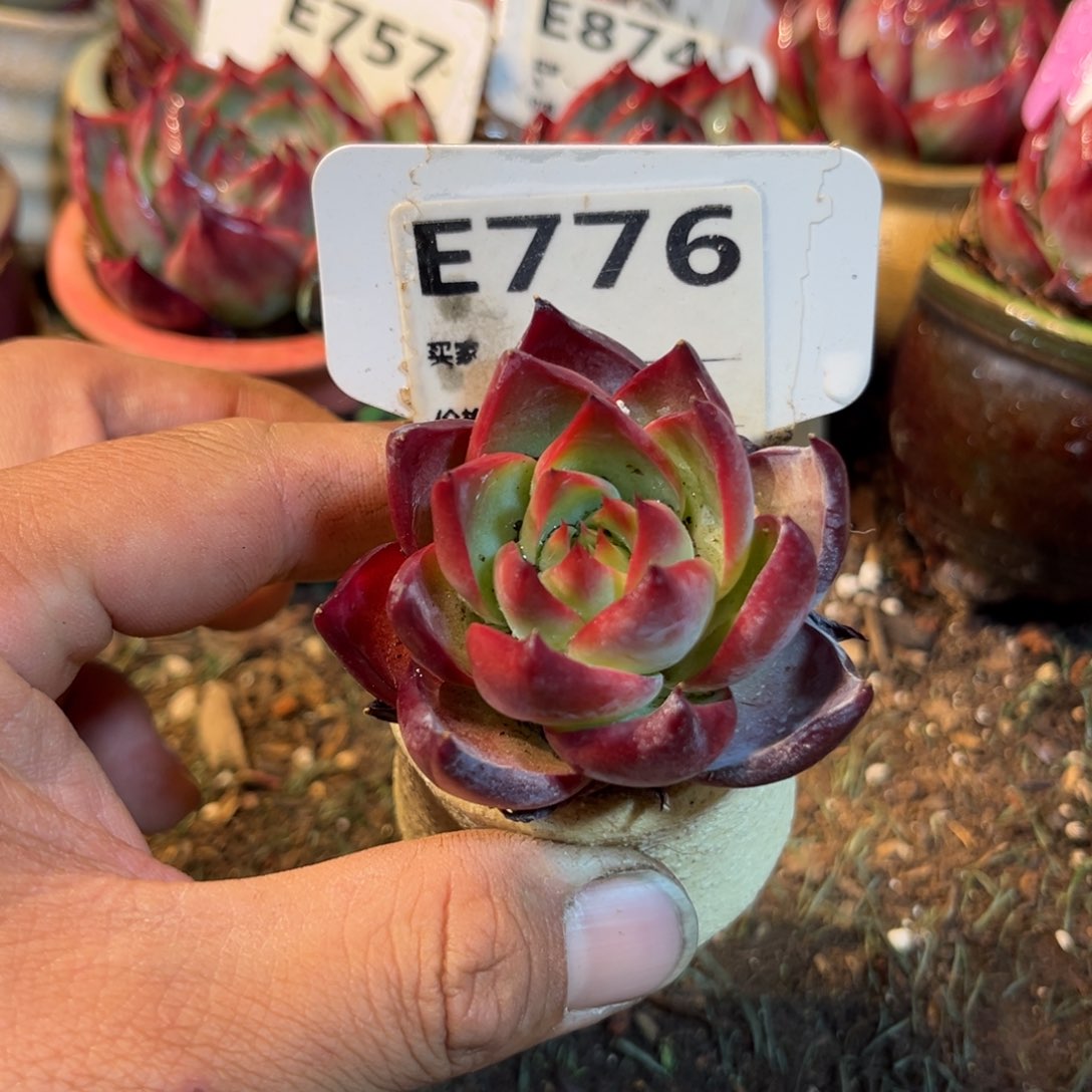 惊鸿一瞥776号多肉