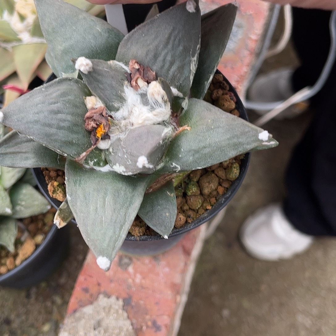 阿***么实生牛舌花牡丹一物一拍