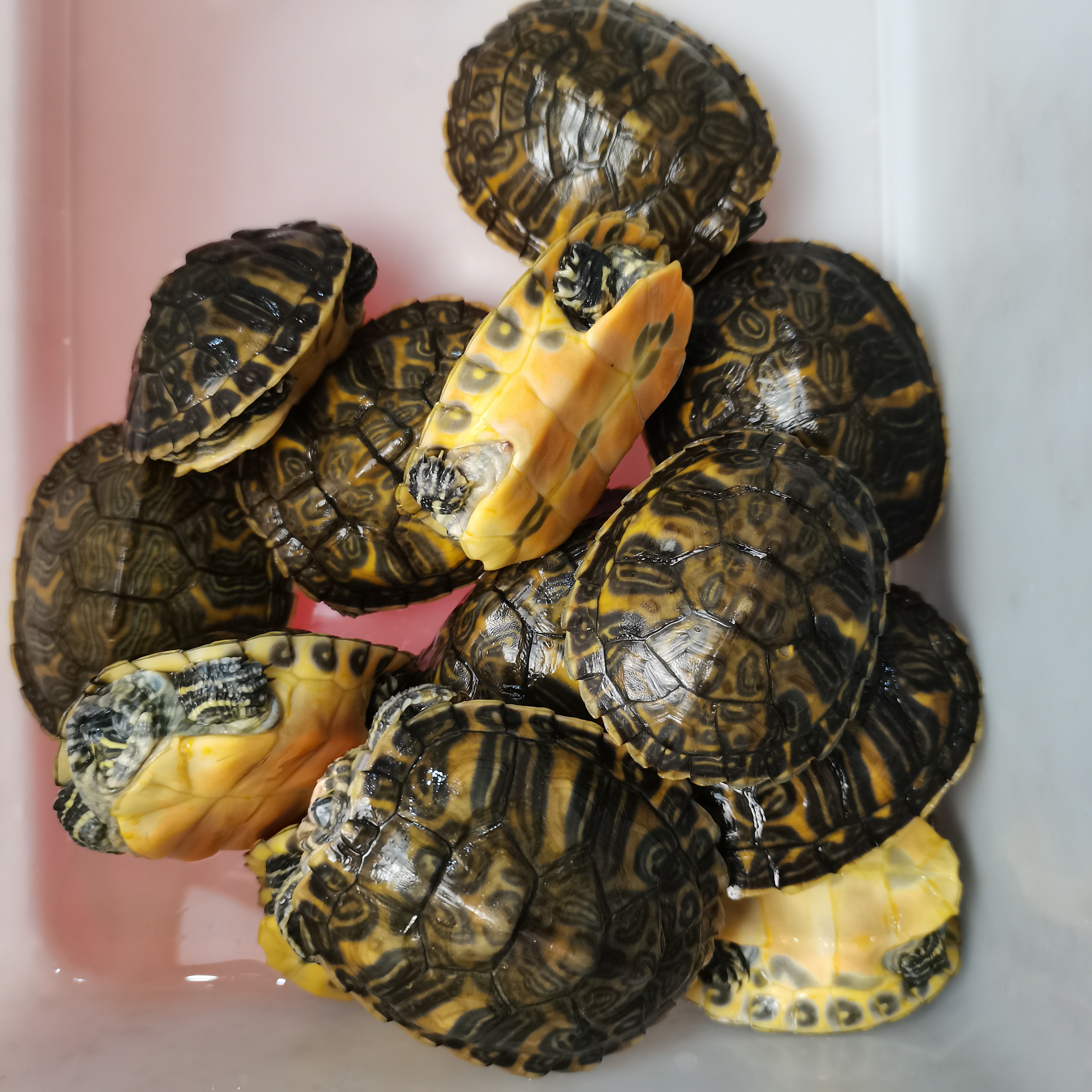 火焰龟巴西龟深水龟观赏龟等等苗子随机一只小乌龟