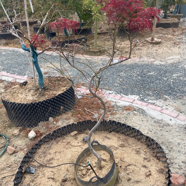 朱红枝垂羽毛枫造型羽毛枫老苗子抗性佳秋季鲜红色价格美丽