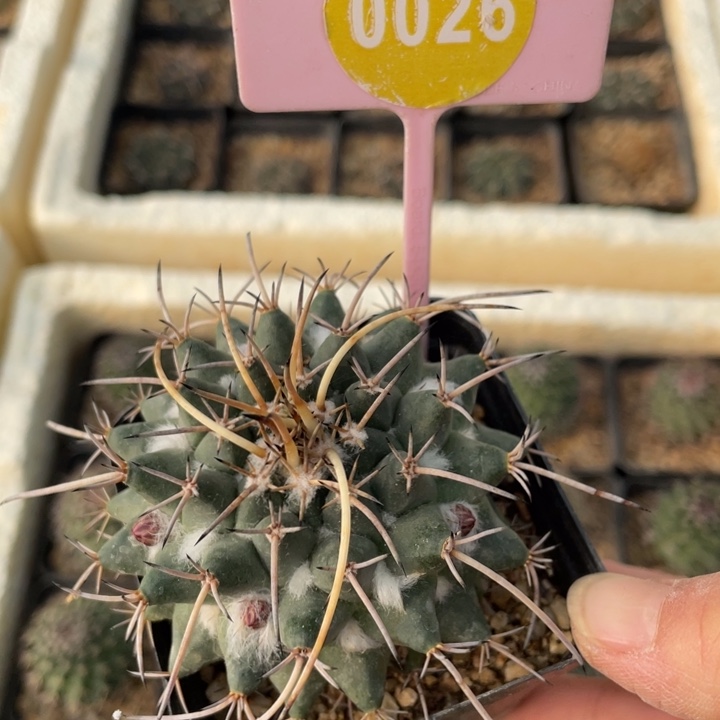 虎***兰实生白龙丸002600000000