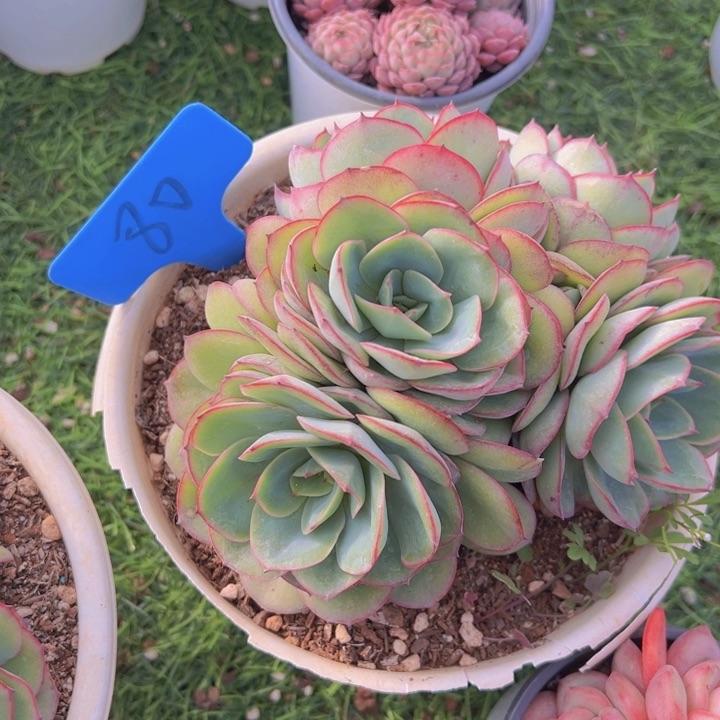 健健康康平平安安