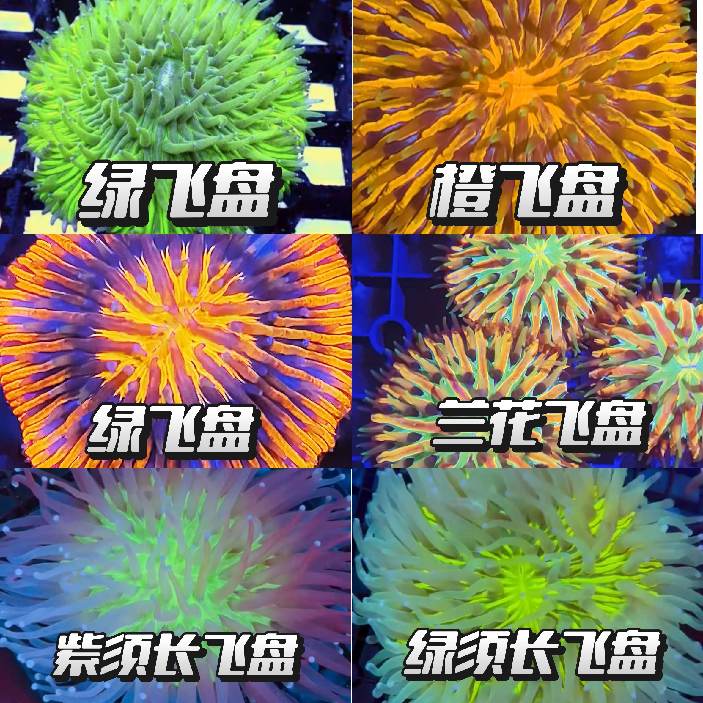 飞盘珊瑚（一物一拍，以直播间挑选尺寸及品相为准）