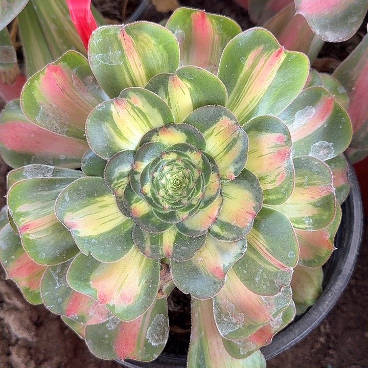 3-1621暴君多肉法师