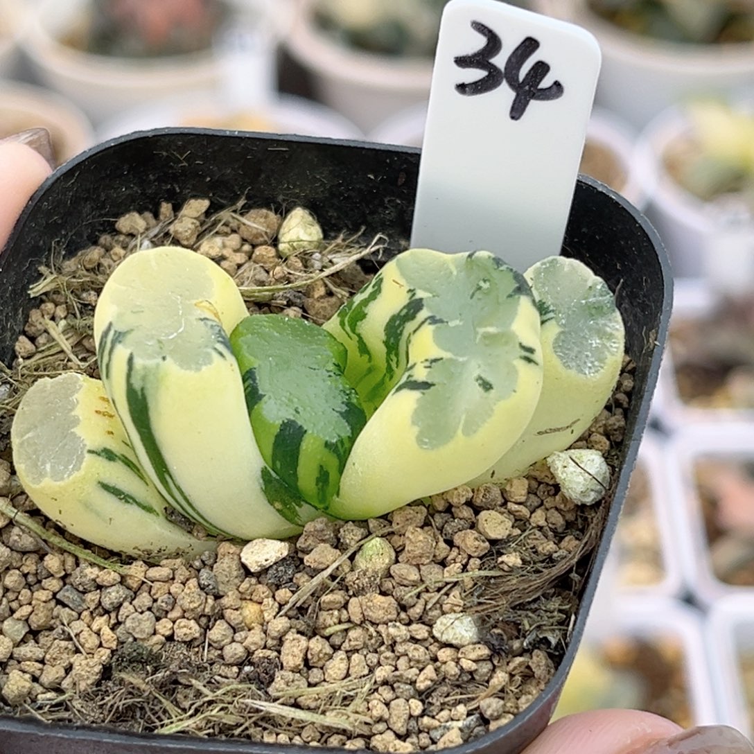 34北斋玉扇锦福利专场