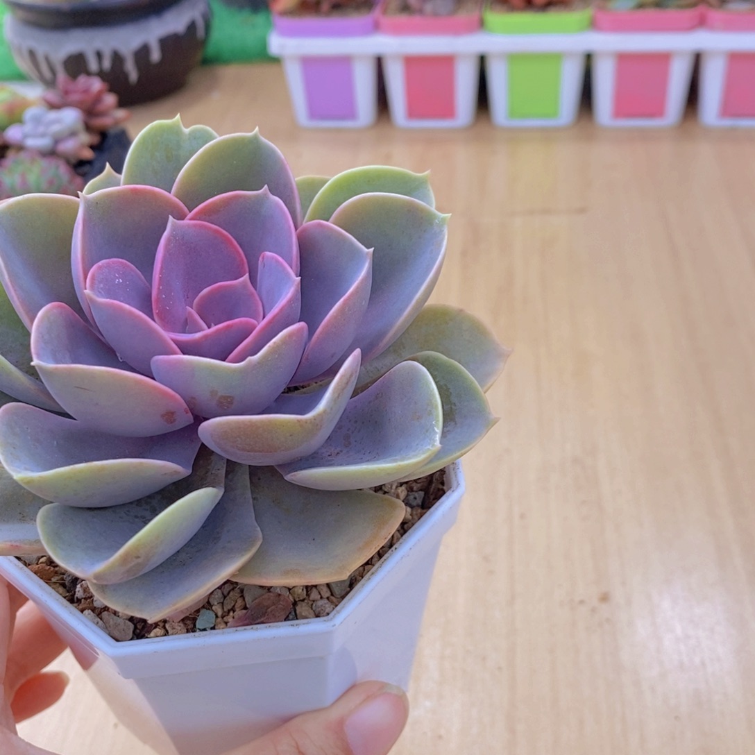 无花朵多肉植物紫珍珠90